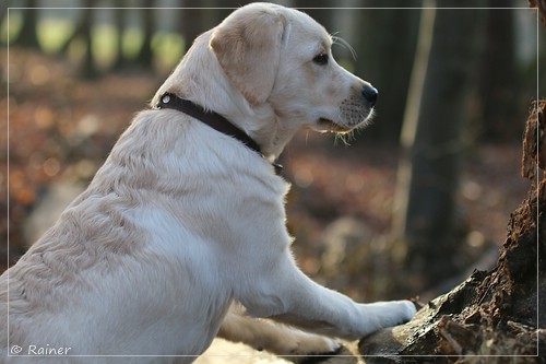 Joyful Lab's Escort Boy - Luis