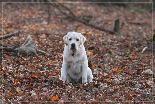 Joyful Lab's Escort Boy - Luis