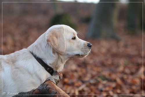 Joyful Lab's Escort Boy - Luis