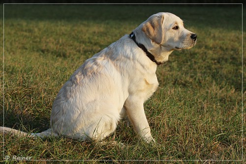 Joyful Lab's Escort Boy - Luis