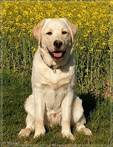 Joyful Lab's Escort Boy - Luis