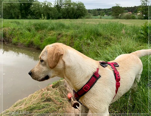 Joyful Lab's Eagerly Girl - Ruby