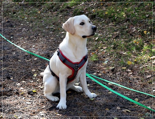 Joyful Lab's Eye-Catching Girl & Excellent Girl