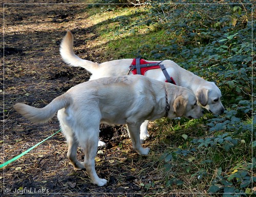 Joyful Lab's Eye-Catching Girl & Excellent Girl