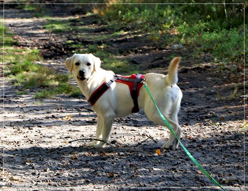 Joyful Lab's  Excellent Girl