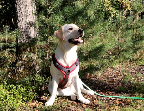 Joyful Lab's  Excellent Girl