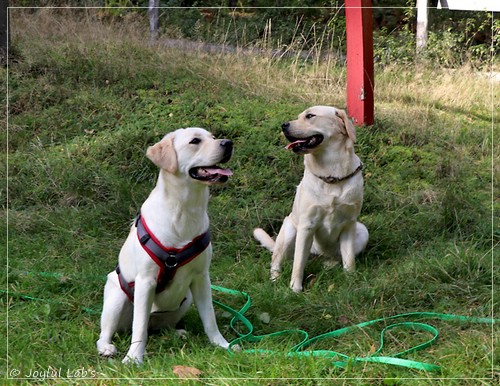 Joyful Lab's Eye-Catching Girl & Excellent Girl