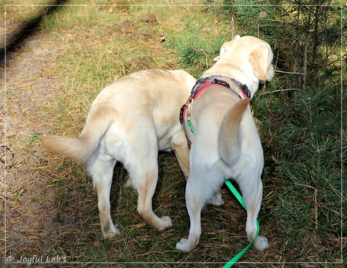 Joyful Lab's Eye-Catching Girl & Excellent Girl