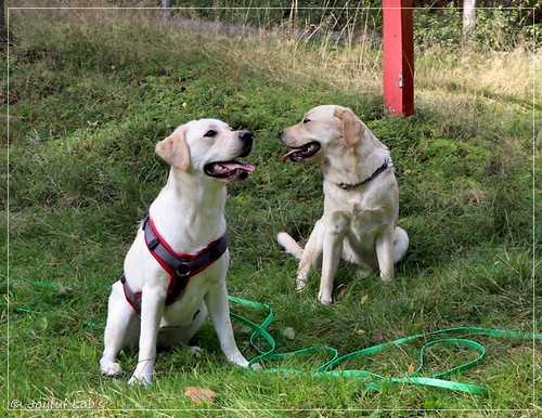 Joyful Lab's Eye-Catching Girl & Excellent Girl