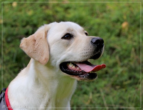 Joyful Lab's Excellent Girl