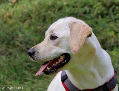 Joyful Lab's Excellent Girl