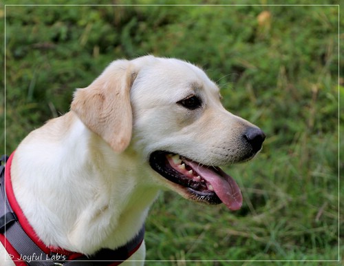 Joyful Lab's Excellent Girl