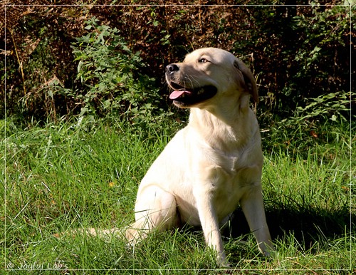 Joyful Lab's Eye-Catching Girl