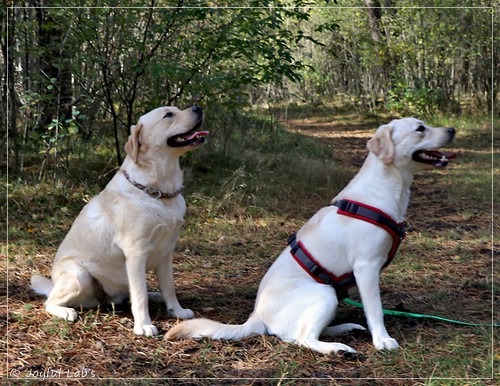 Joyful Lab's Eye-Catching Girl & Excellent Girl