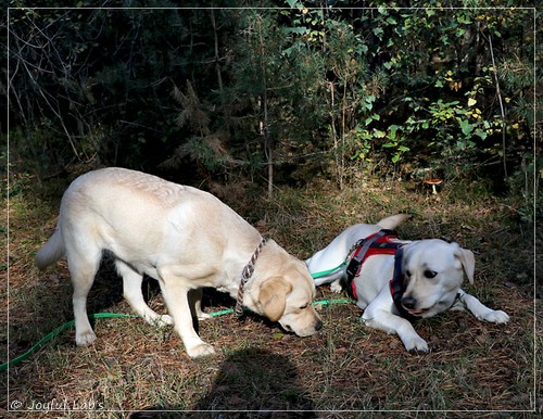 Joyful Lab's Eye-Catching Girl & Excellent Girl