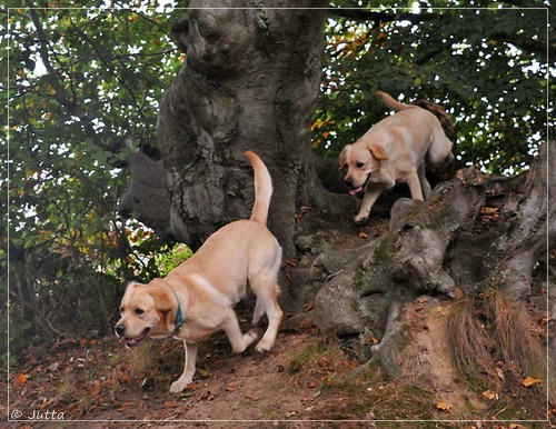 Joyful Lab's Eye-Catching Girl & Entire my Girl