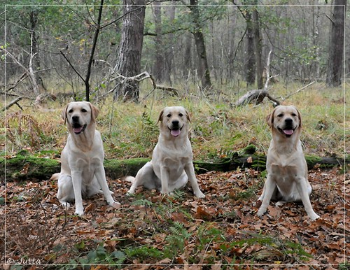 Joyful Lab's Eye-Catching Girl & Entire my Girl