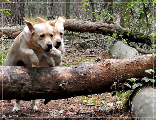 Joyful Lab's Eye-Catching Girl & Entire my Girl