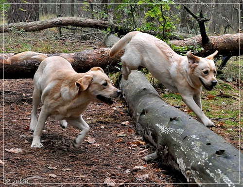 Joyful Lab's Eye-Catching Girl & Entire my Girl