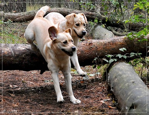 Joyful Lab's Eye-Catching Girl & Entire my Girl