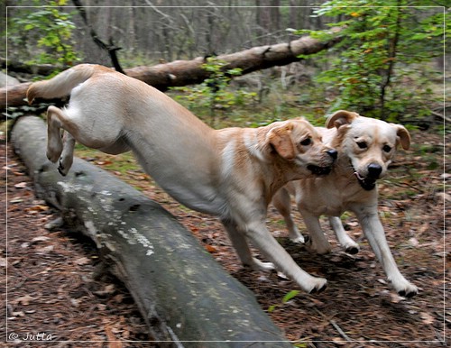 Joyful Lab's Eye-Catching Girl & Entire my Girl