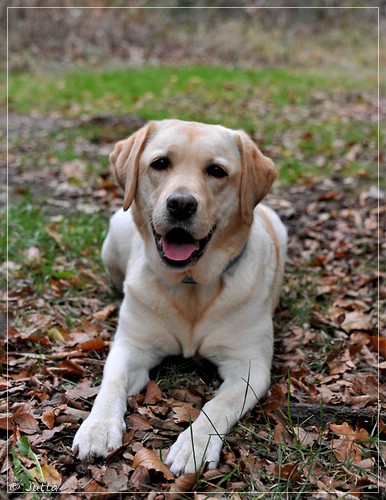 Joyful Lab's Cheeky Girl - Greta