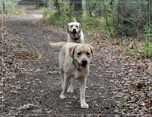 Joyful Lab's Eye-Catching Girl & Entire my Girl