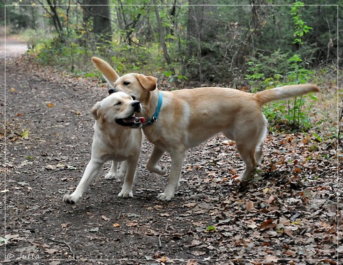 Joyful Lab's Eye-Catching Girl & Entire my Girl