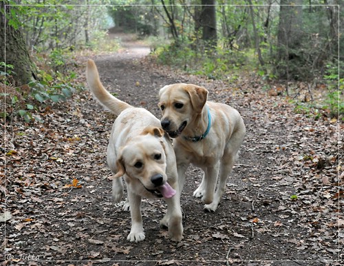 Joyful Lab's Eye-Catching Girl & Entire my Girl