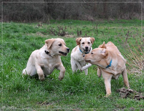 Joyful Lab's Eye-Catching Girl & Entire my Girl