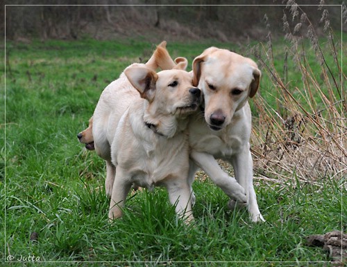 Joyful Lab's Eye-Catching Girl & Entire my Girl