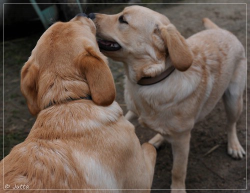 Joyful Lab's Eye-Catching Girl & Entire my Girl