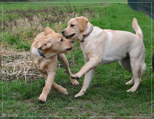 Joyful Lab's Eye-Catching Girl & Entire my Girl