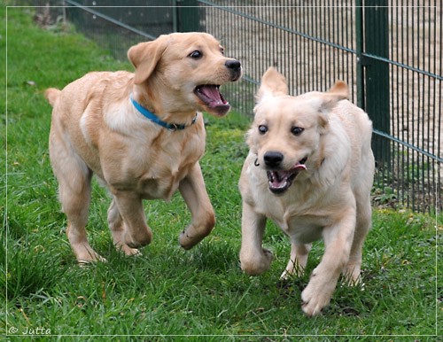 Joyful Lab's Eye-Catching Girl & Entire my Girl