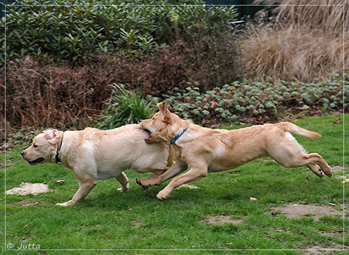 Joyful Lab's Eye-Catching Girl & Entire my Girl