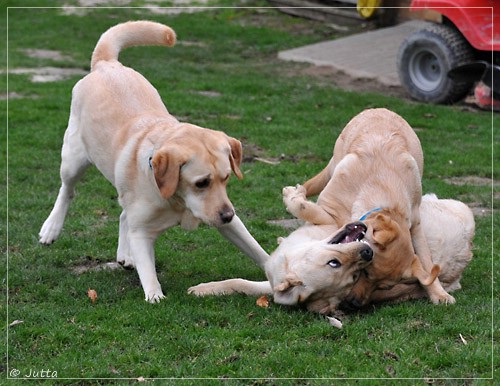 Joyful Lab's Eye-Catching Girl & Entire my Girl