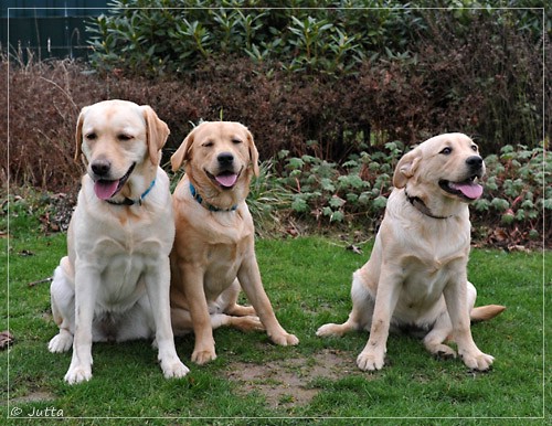 Joyful Lab's Eye-Catching Girl & Entire my Girl