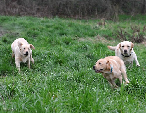 Joyful Lab's Eye-Catching Girl & Entire my Girl