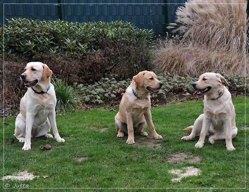 Joyful Lab's Eye-Catching Girl & Entire my Girl