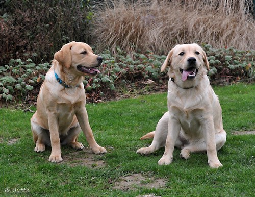 Joyful Lab's Eye-Catching Girl & Entire my Girl