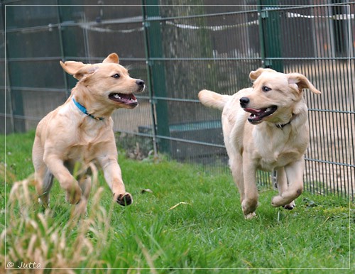 Joyful Lab's Eye-Catching Girl & Entire my Girl