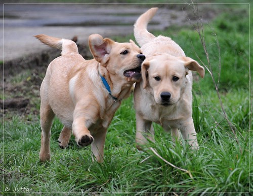 Joyful Lab's Eye-Catching Girl & Entire my Girl