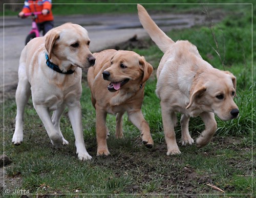 Joyful Lab's Eye-Catching Girl & Entire my Girl