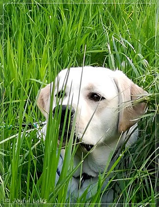 Joyful Lab's Enterprising Boy - Timon