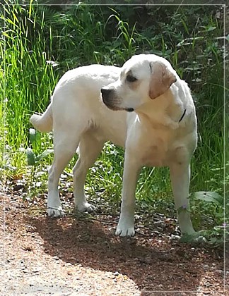 Joyful Lab's Enterprising Boy - Timon