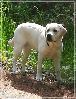 Joyful Lab's Enterprising Boy - Timon