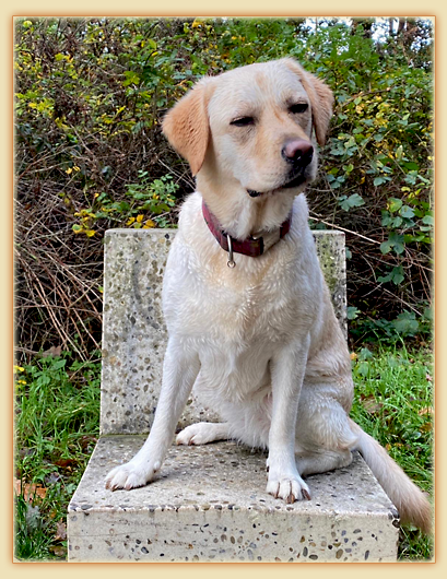 Joyful Labs Excellent Girl