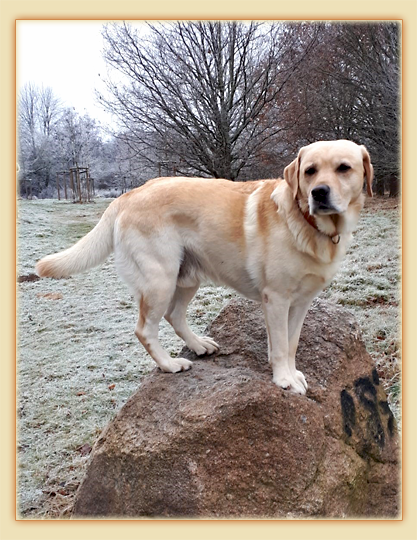 Joyful Lab's Carry Back Boy