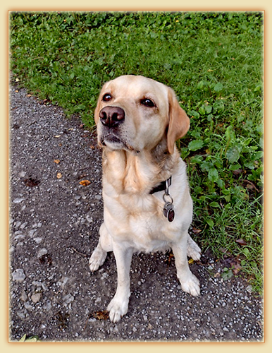 Joyful Lab's Dressy Girl