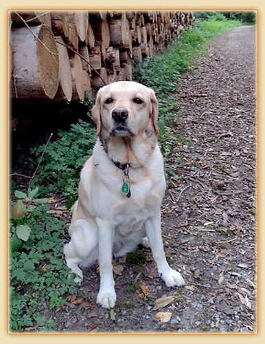 Joyful Lab's Dressy Girl